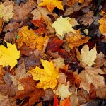 autumn-leaves-1186742